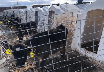 Are We Over-vaccinating Beef-on-Dairy Calves?