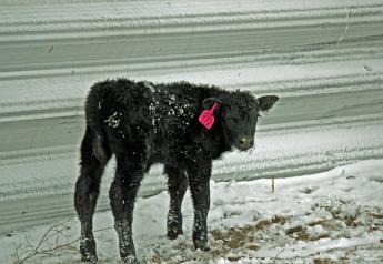 Managing Hypothermia in Newborn Calves