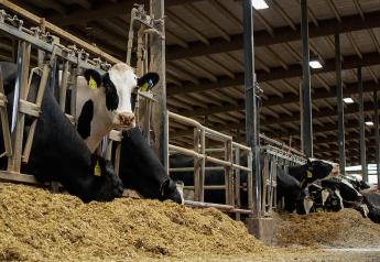 What Should Mortality Rates Be On A Dairy Farm?