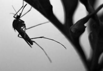 Threat of Mosquito-Borne Virus Stirs Action from Researchers