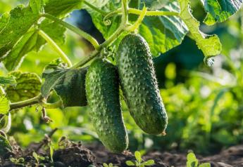 Organic cucumbers are a rising star in the produce department