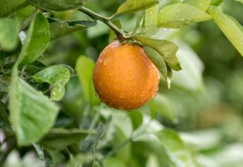 Rain brings long-term gain but short-term harvest delays for California citrus