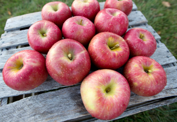 North Bay Produce supplies the market with larger crop of Michigan apples