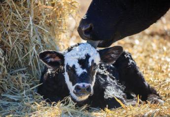 Calf Scours and Calving Pasture Rotation