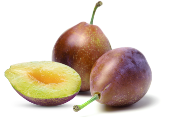Pacific Trellis Fruit importing four new specialty plum varieties