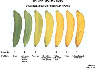 Judging a book by its cover — How to determine a ripe banana