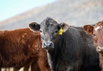 Cattle Markets Weaken As Harvest Ramps Up