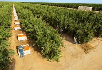 Bigger volumes on hand for Wonderful Citrus domestic season