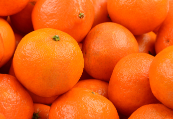 USDA report: Peru's mandarin exports expected to be similar to last season