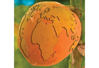 Your guide to papaya varieties