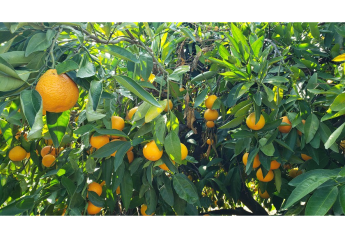 Sumo Citrus doubles harvest and expands distribution in 2023 season