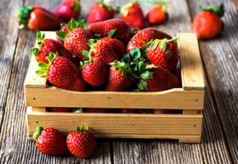 Fresh Trends 2023: More than half of consumers bought strawberries last year