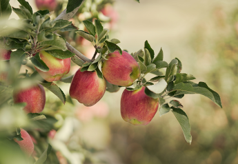 CMI reports strong sales growth for Ambrosia Gold apples