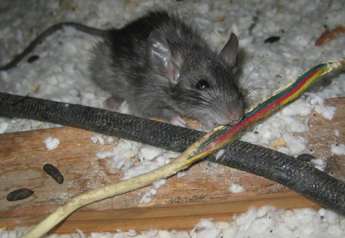 The Rodent Problem: Know Your Enemy Before It’s Too Late