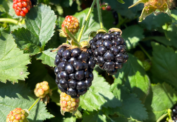 Good weather providing a boost for crop of Southeast berries