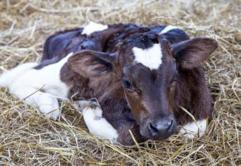 How To Measure a Calf’s Vital Signs