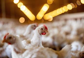 USDA Accelerates Bird Flu Vaccine Trials After Third Reported Human Case Led to a Death