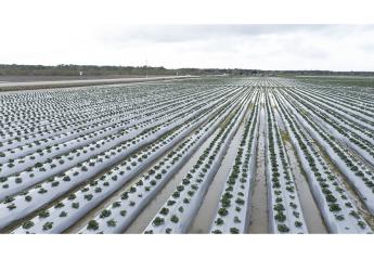 California strawberry industry applauds executive order to address historical flooding