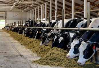 Does Starch Fuel Inflammation in Dairy Cows?