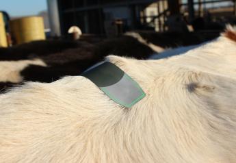 Three Ways to Maximize Estrus Detection for Dairy Herds