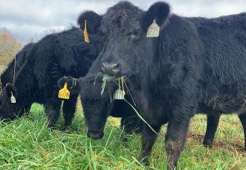 'Sacrifice Pastures' Spare Best Cattle Grazing Pastures