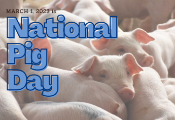 Squeal-Worthy Pig Facts to Share on National Pig Day. No Hogwash!