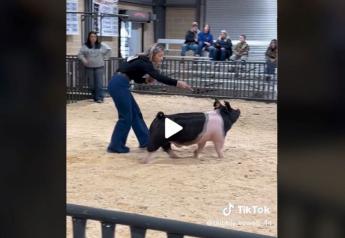 Why a Texas Show Pig Went Viral on TikTok