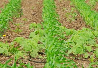 First-Ever Solid-Encapsulated Herbicide For Pre and Post Weed Control in Corn