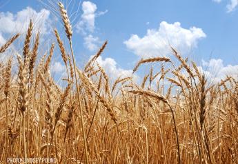 Wheat Futures Fell Sharply on Technical Selling and Harvest Pressure