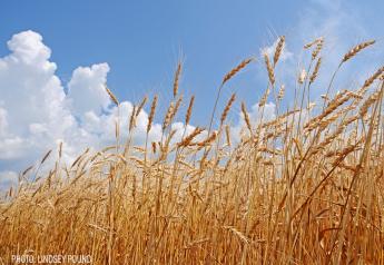 EU Cuts Wheat Crop Forecast to Four-Year Low