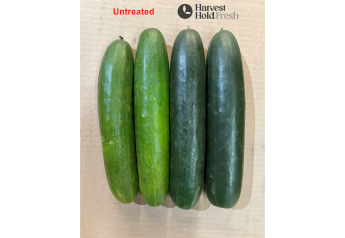 SunFed and Verdant Technologies partner to deliver fresher cucumbers