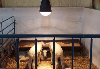 Use Caution With Heat Lamps and Newborn Livestock