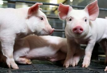 Record Pigs Per Litter Offsets Cuts to Farrowings