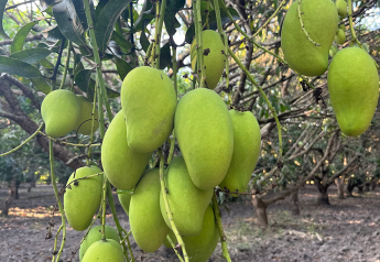 Mexican mango volume expected to pick up