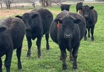 Be Prepared, Wheat Pasture Bloat on the Rise