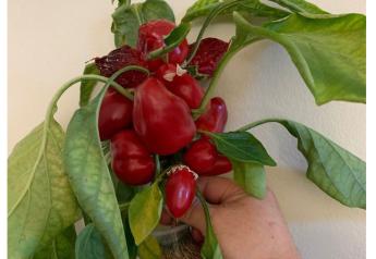 Researchers seek a snacking pepper that thrives in CEA