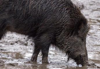 Wild Boar Carcass Composting Can Reduce Spread of African Swine Fever