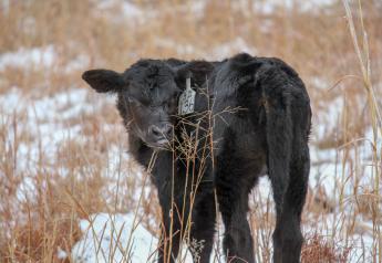 Understanding Calf Scours, and How to Prevent It