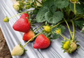 A look ahead: What to expect from California's strawberry season