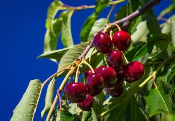IFG expands the cherry season window with low-chill cherries
