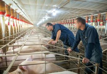 Profitability Picture is Full of Questions for U.S. Pork Industry