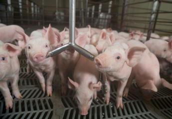 Cash Weaner Pig Prices Average $41.92, Down $3.46 Last Week