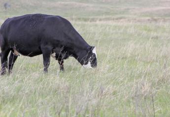 Preventing Grass Tetany in the Lactating Beef Cow this Spring
