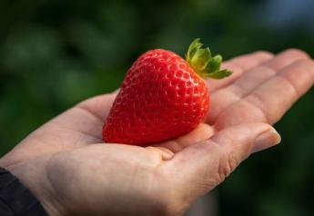 UC Davis releases 5 strawberry varieties resistant to deadly fungal disease
