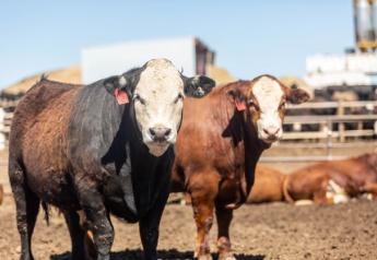Cash Cattle Lower, Wholesale Beef Higher, COF Down 2%