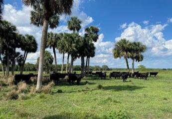 The Rich Legacy of the Florida Beef Cattle Industry