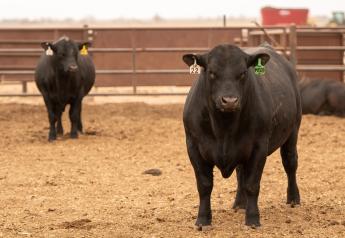 Gardiner Angus Ranch 44th Spring Sale Results