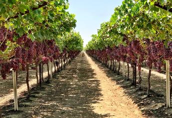 25M boxes lost to Hurricane Hilary, California table grape growers report