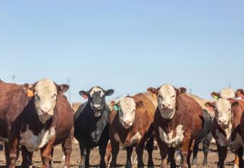 Markets: Negative Psychology Pulls Cash Cattle Lower 