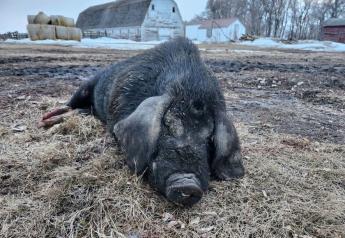 North Dakota Pig Attack Confirmed To Be An Escaped Domestic Pig